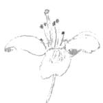 Flower drawing